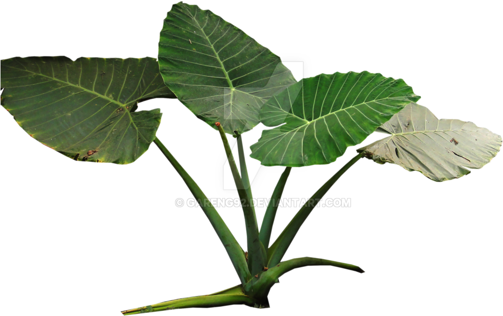 Colocasia Gigantea Rain Forest Transparent Stock - Plant Png (1014x788), Png Download