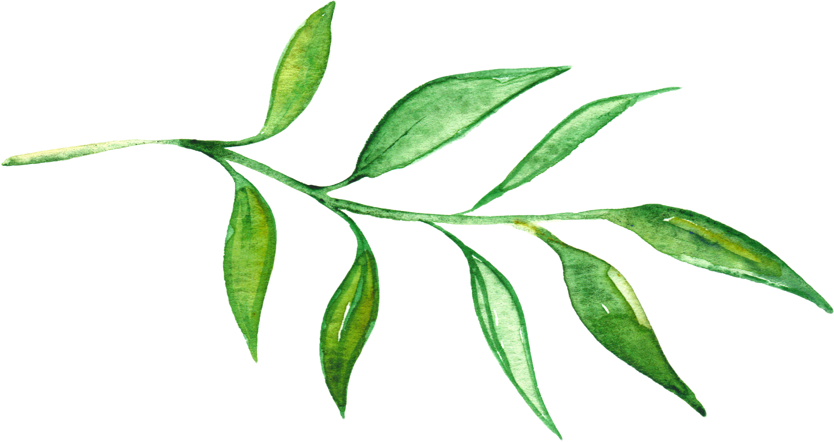 Watercolor Greenery Png - Hand Painted Flowers Watercolor Png (1700x901), Png Download