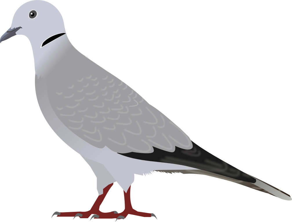 Dove Png File - Eurasian Collared Dove Png (498x380), Png Download