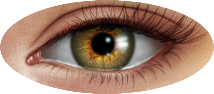 Human Eye Png - Tutorial (682x300), Png Download