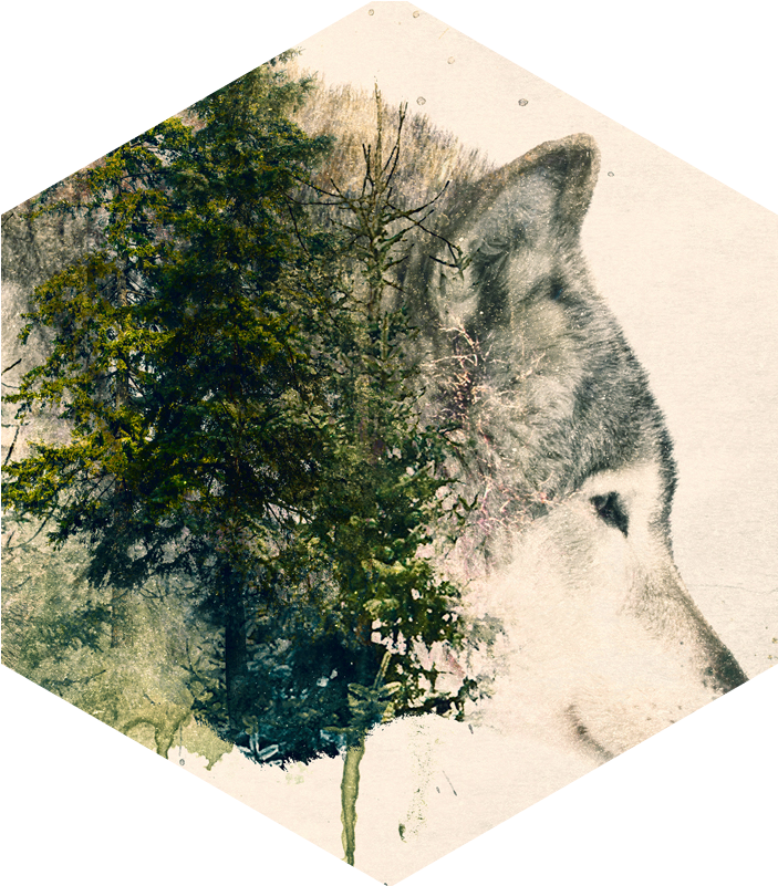 Wolf Nat - Wolf Painting Tree (800x800), Png Download