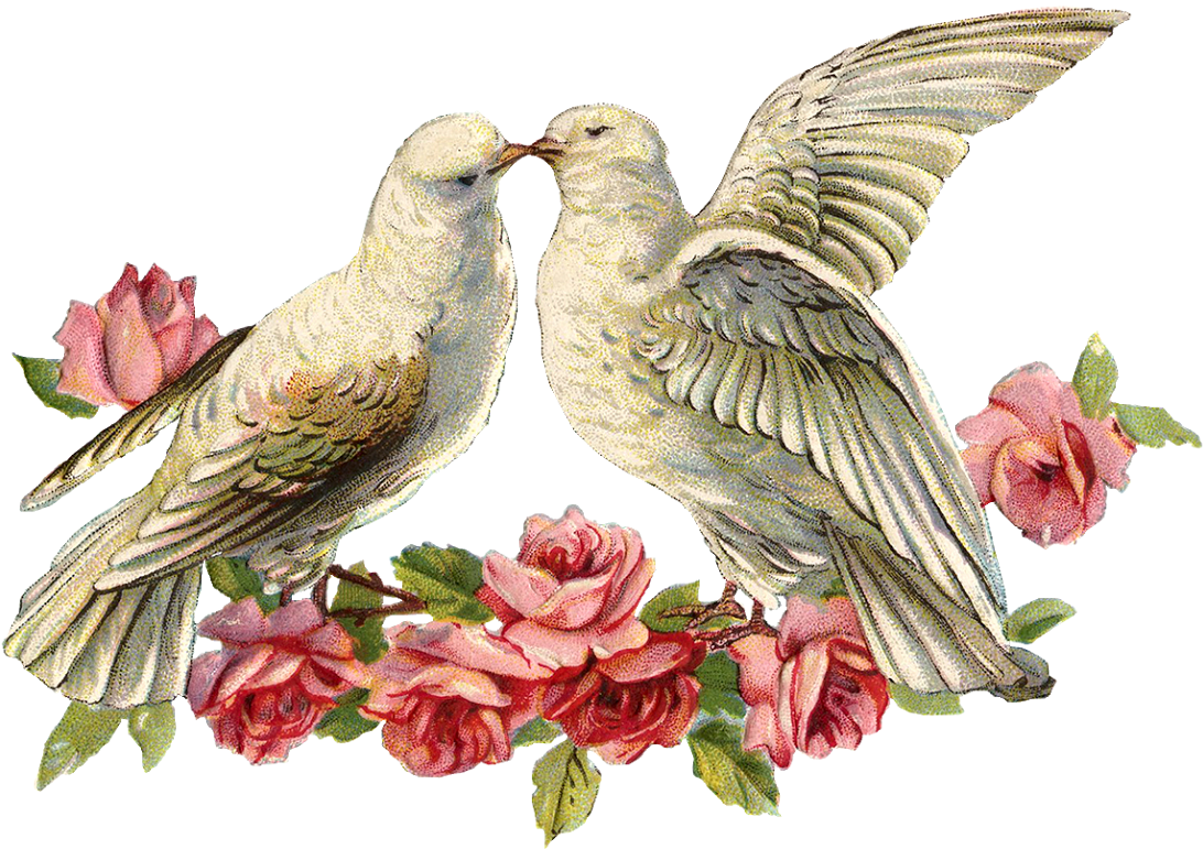 Today I Have An Image Of Two Doves With A Spray Of - Love Dove Png (1600x1006), Png Download