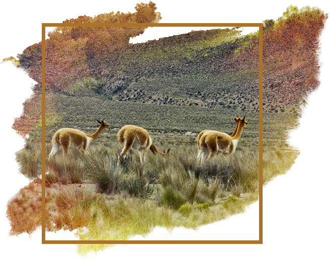 Download Alpaca Rugs For Sale Roselawnlutheran Alpaca Rugs For ...