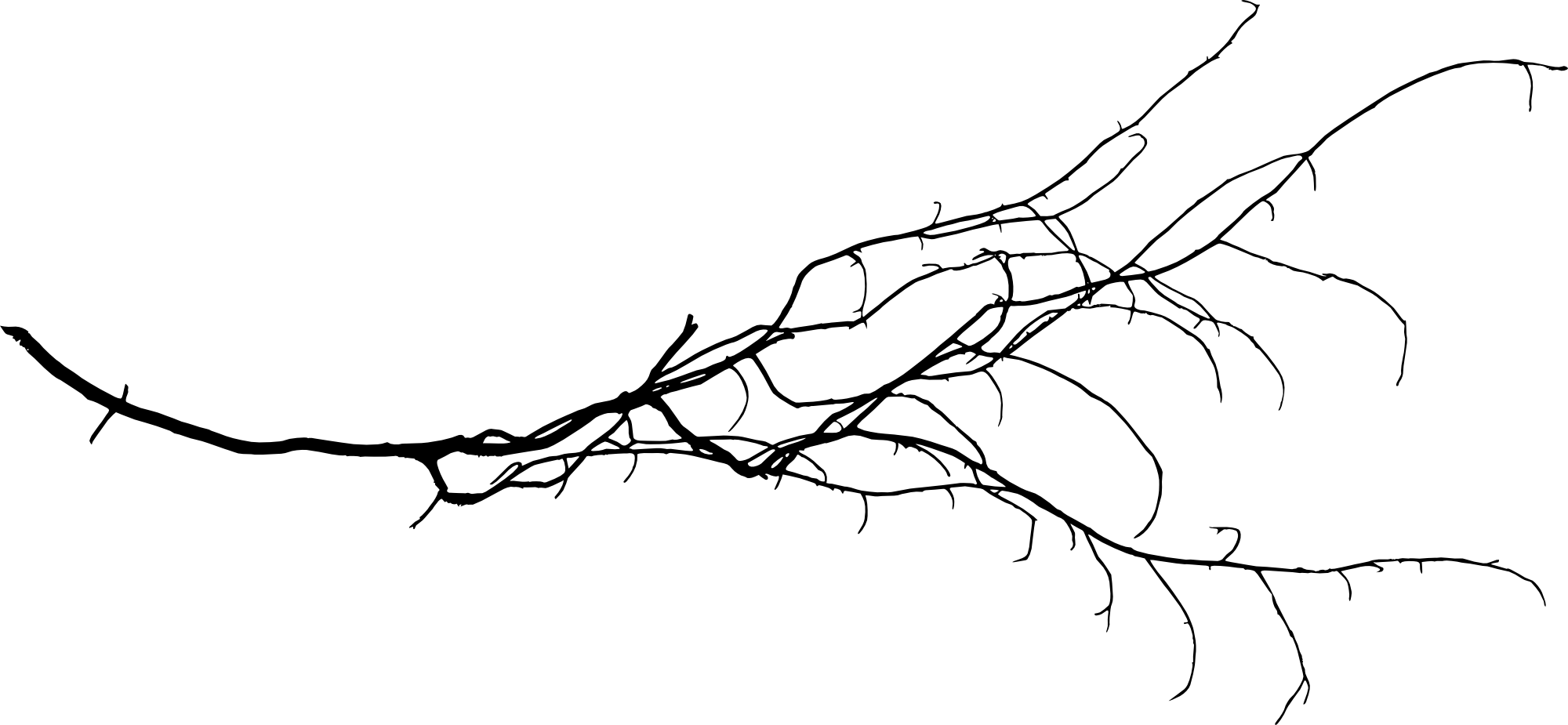 Free Download - Tree Branch Png (2000x925), Png Download