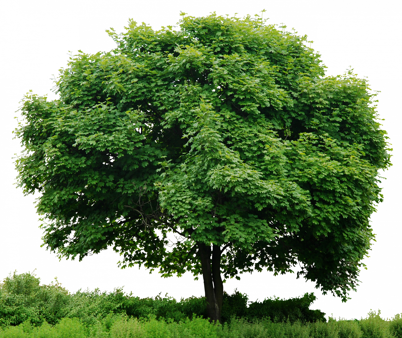 Trees - Archivos Png Sin Fondo (1600x1346), Png Download