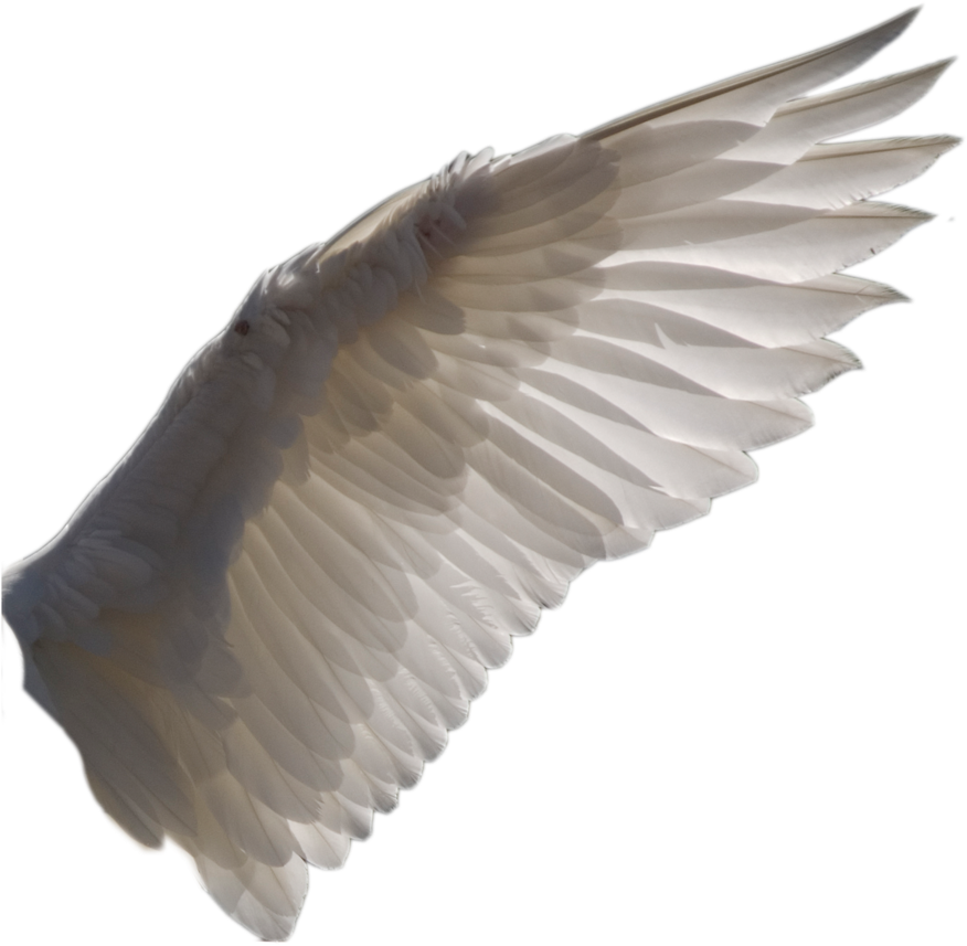 Wing Png 1 By Evelivesey - Wing Png (900x1027), Png Download