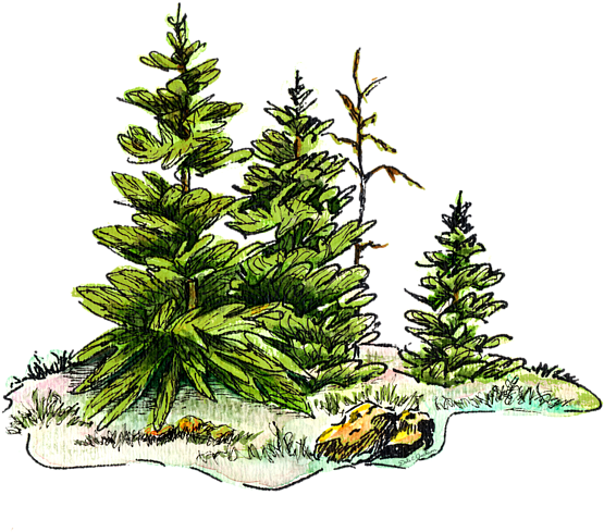 Click And Drag To Re-position The Image, If Desired - Watercolour And Ink Pine Tree (600x524), Png Download