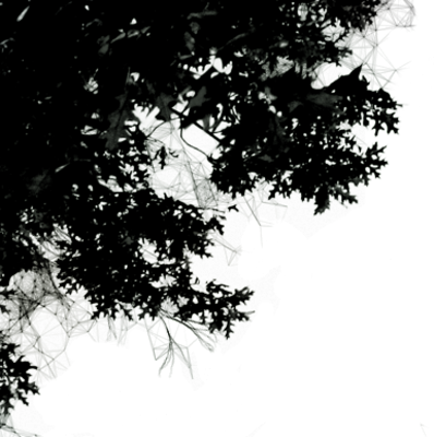 Tree Branches Png - Black N White Png (398x400), Png Download