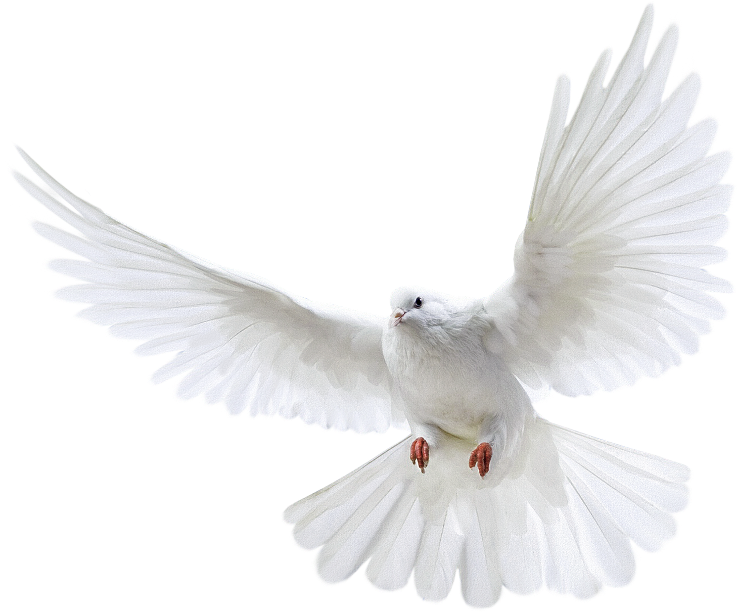Imagens Png Casamento - Pigeon Png (1600x1600), Png Download