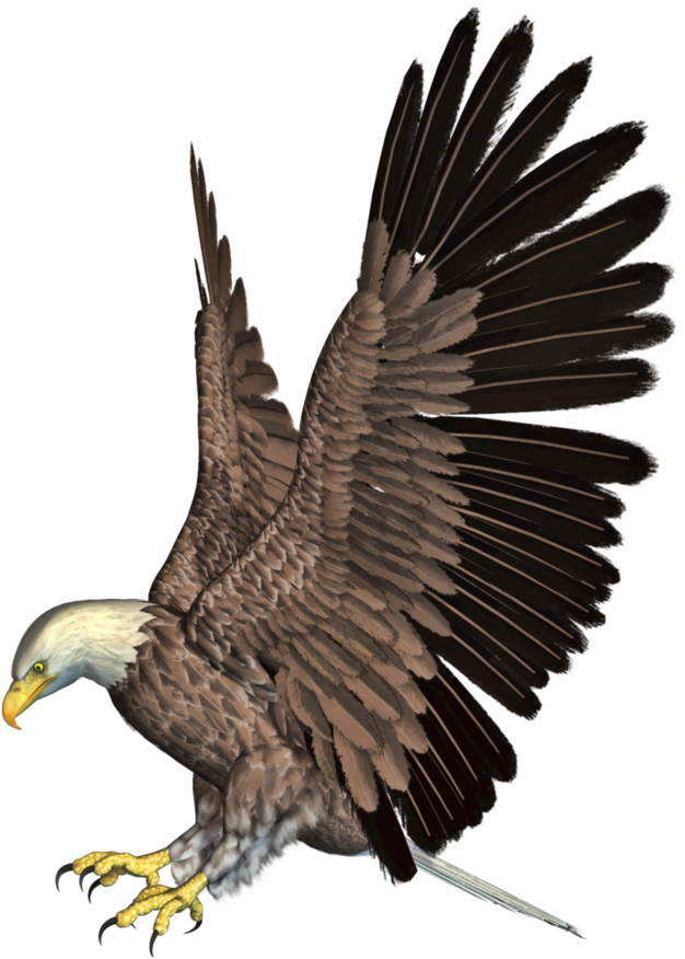 Bald Eagle Png Hd - Eagle Png Hd (827x966), Png Download