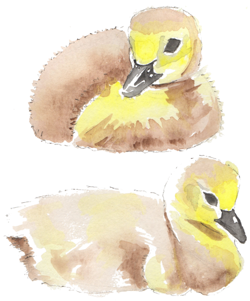 As Any Golfer, Park-goer Or Simply Anyone Who Has Been - Olde Rhinebeck Inn (499x600), Png Download