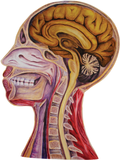 09 Heads Empty W Brain - Portable Network Graphics (1000x763), Png Download