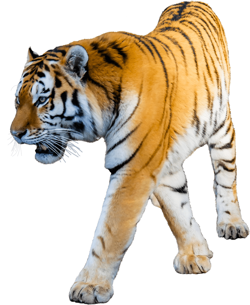 Animals - Tigers - Tiger With White Background (1157x1280), Png Download