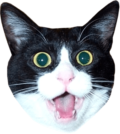 Download - Cat Head Transparent (406x450), Png Download