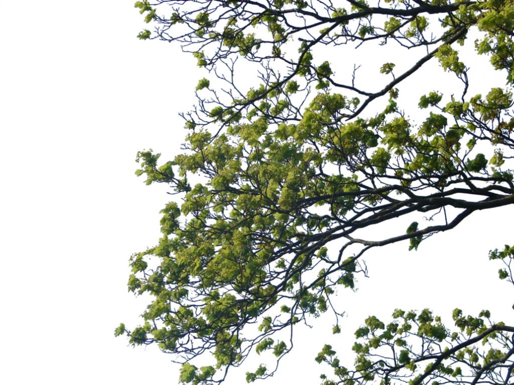 Tree Branch Png Clipart - Branch Png (1024x768), Png Download