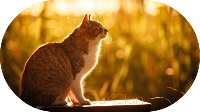 Cat Cat Sitting Nature Summer Sun Light - Кот Обои Природа (640x360), Png Download