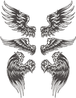 Set Of Vector Angelic Or Bird Wings, Flight, Set, Symbol - Vector Graphics (360x360), Png Download