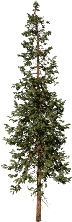 Hiba Forest - Cedar Forest (1000x836), Png Download