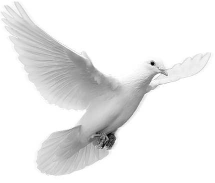 Dove Images - Dove In Flight (440x370), Png Download