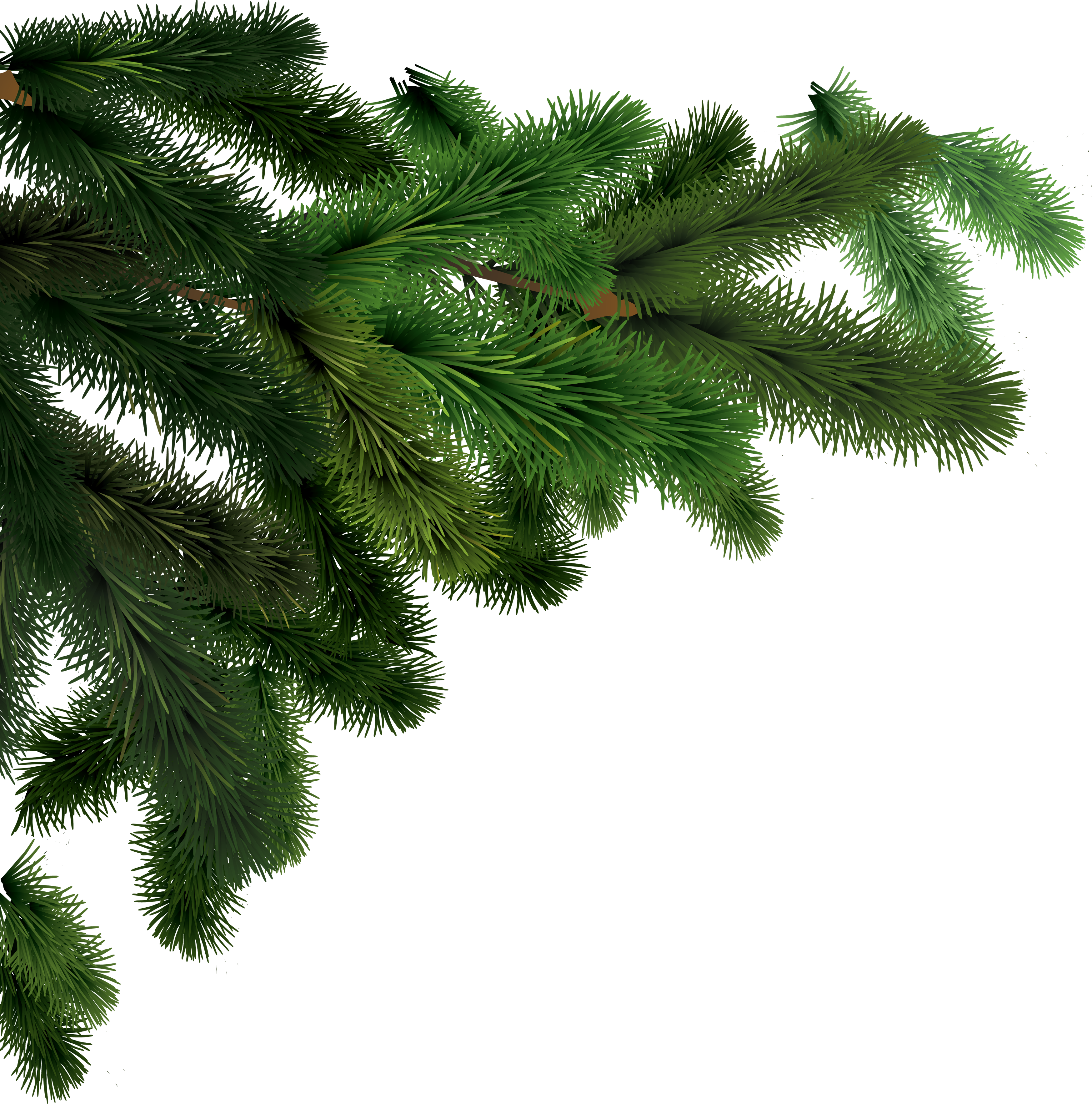 Fir-tree Png Image - Fir Branches Png (3494x3531), Png Download
