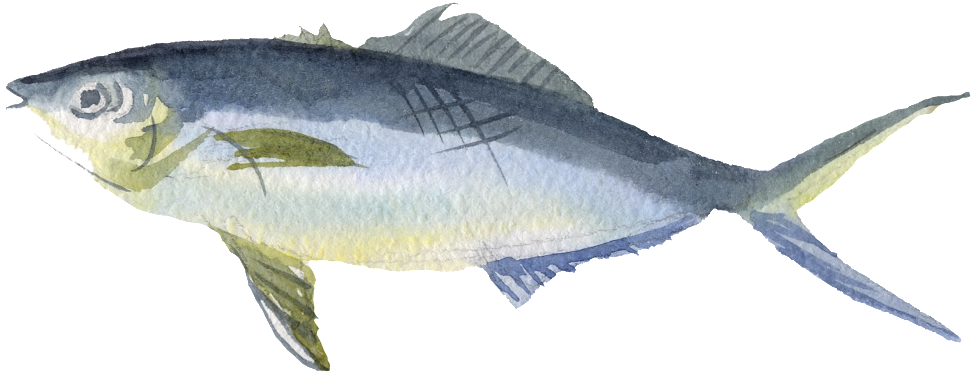 Rvd - Pez Pequeño Png (1024x1024), Png Download