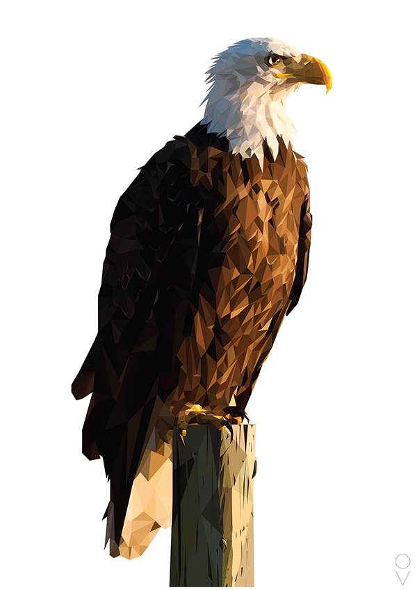 Bald Eagle Png Transparent Image - Perched Bald Eagle Png (600x849), Png Download