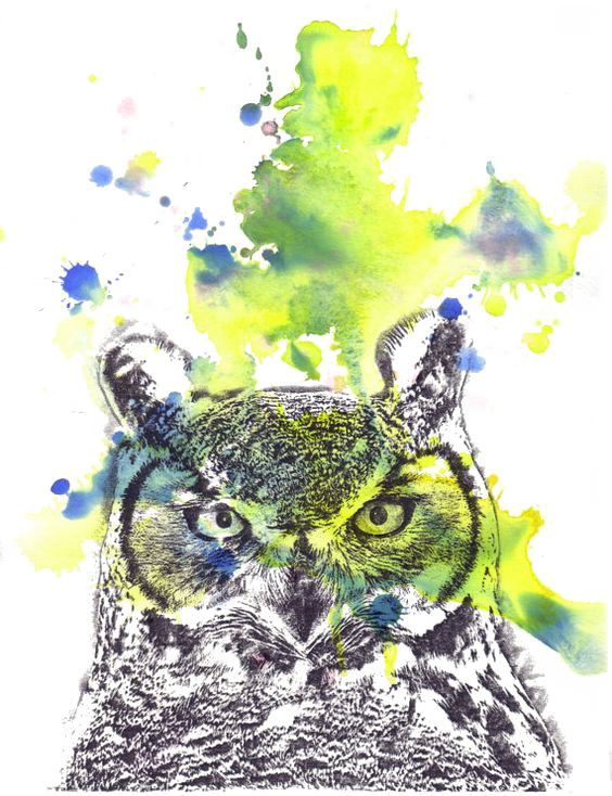 Owl Sloth Watercolor Painting - Owl (564x734), Png Download