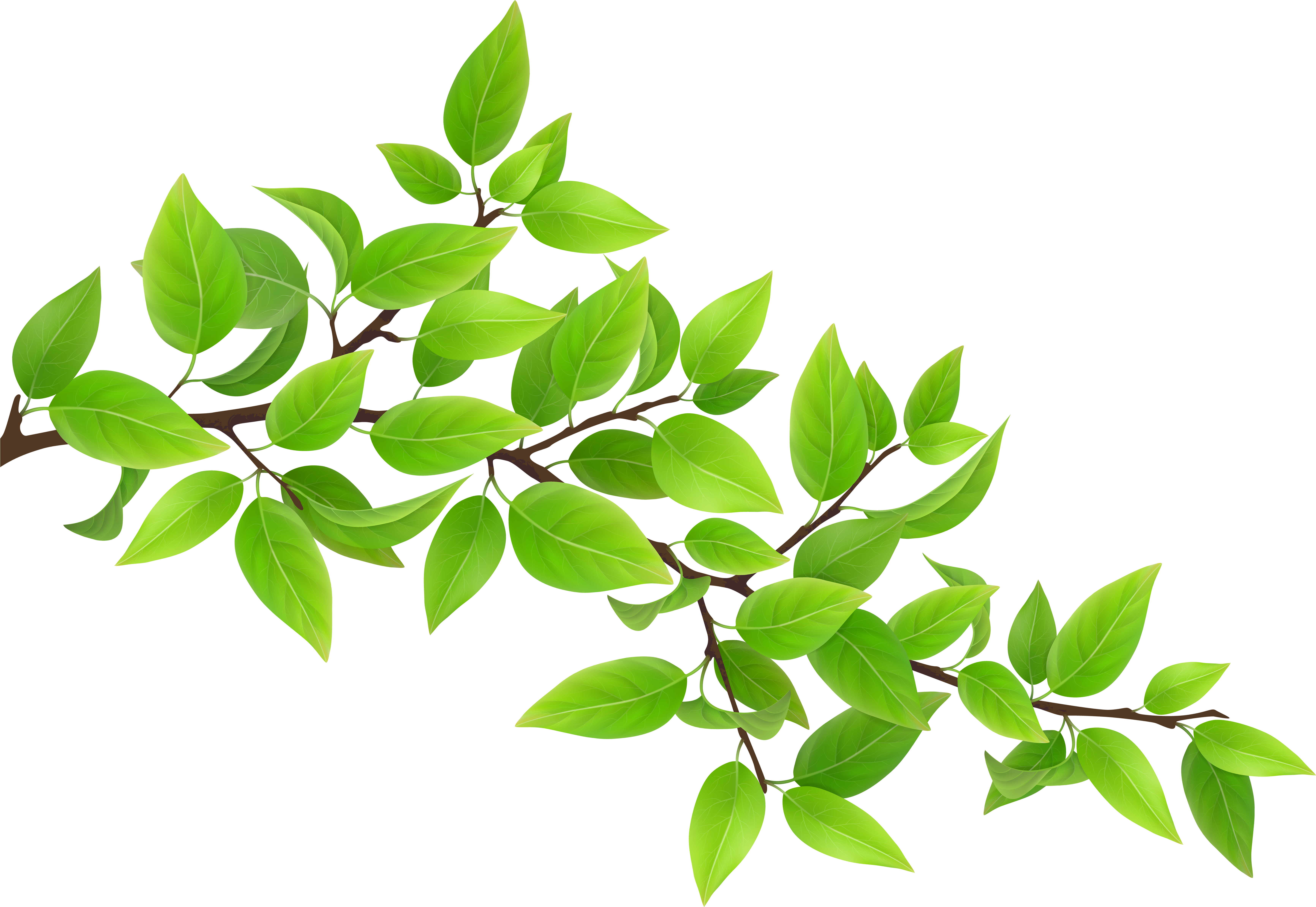 Branch Png (7000x4833), Png Download