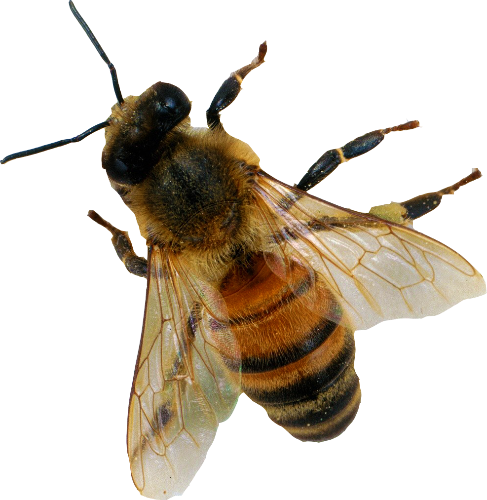 Bee Png Image - Honey Bee From Above (987x1013), Png Download