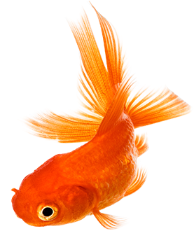 Goldfish Png File - Goldfish Transparent Png (657x329), Png Download