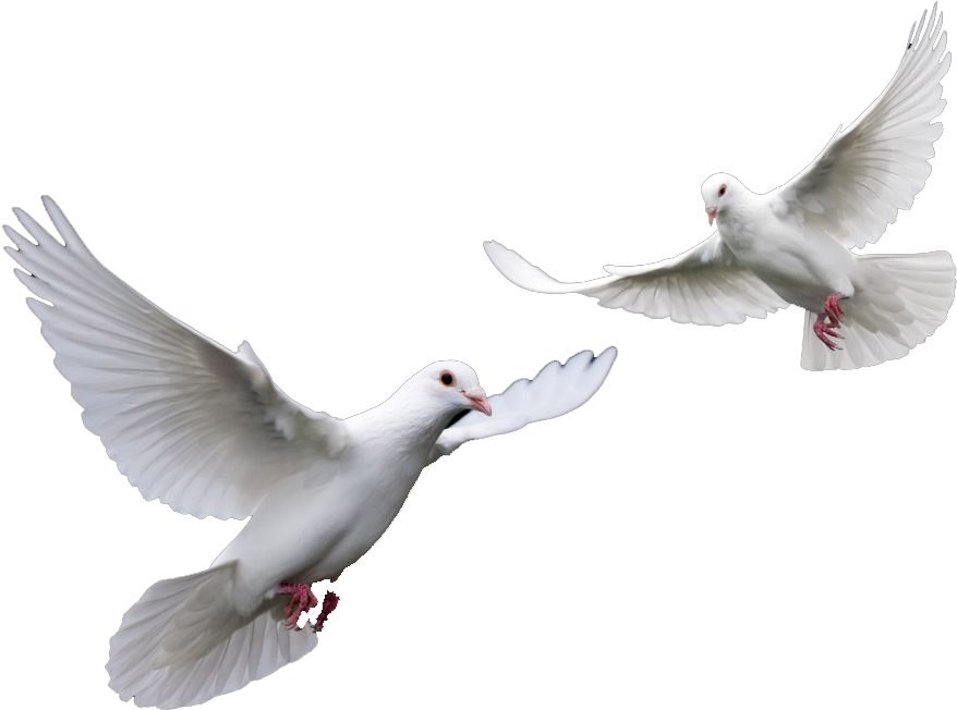 Doves Wedding Doves Png - Latest Cb Hair Png (1024x768), Png Download