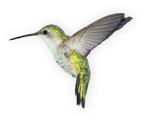 Birds Png Images Free Download - Hummingbird Png (486x409), Png Download