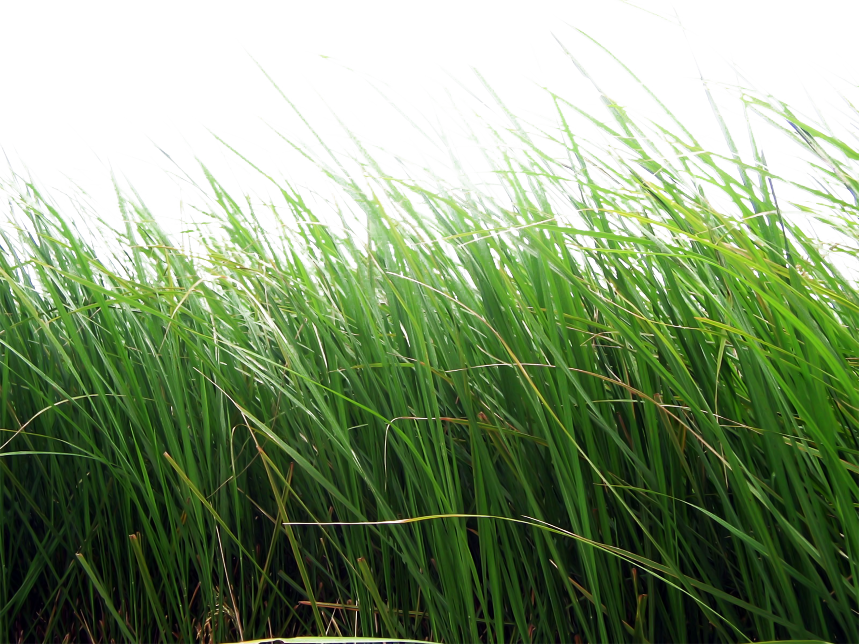 Grass Png For Editing (1700x1275), Png Download