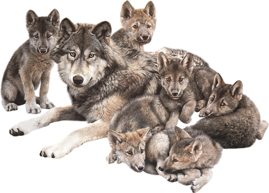 Wolf-family - Carl Brenders - Den Mother Wolf Family (540x387), Png Download