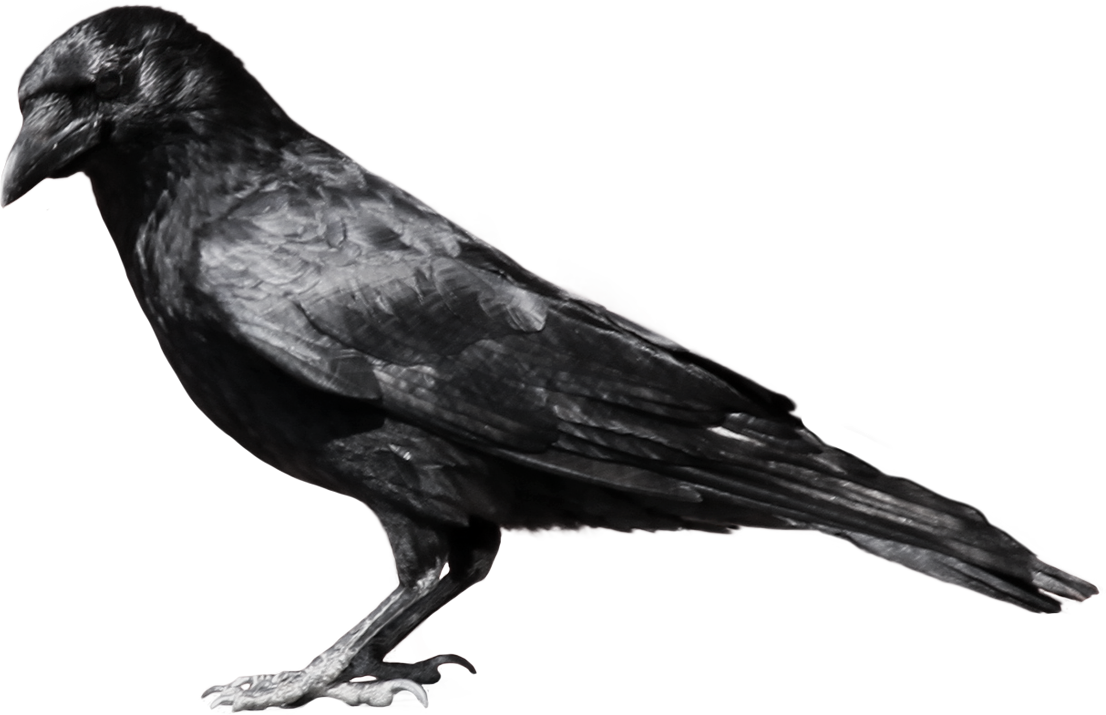 Crow Png Picture - Crow Png (1024x662), Png Download