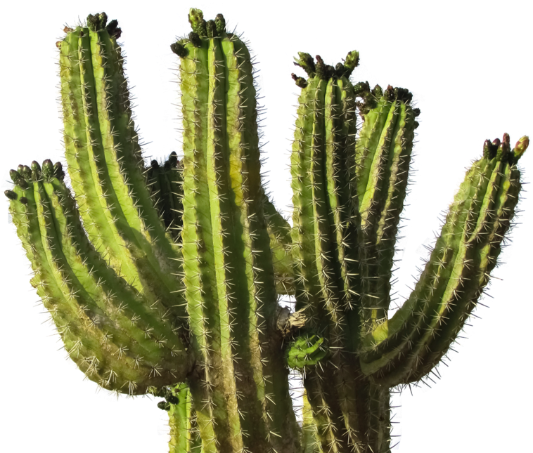 Cactus Png Transparent Image - Cactus Transparent (500x413), Png Download