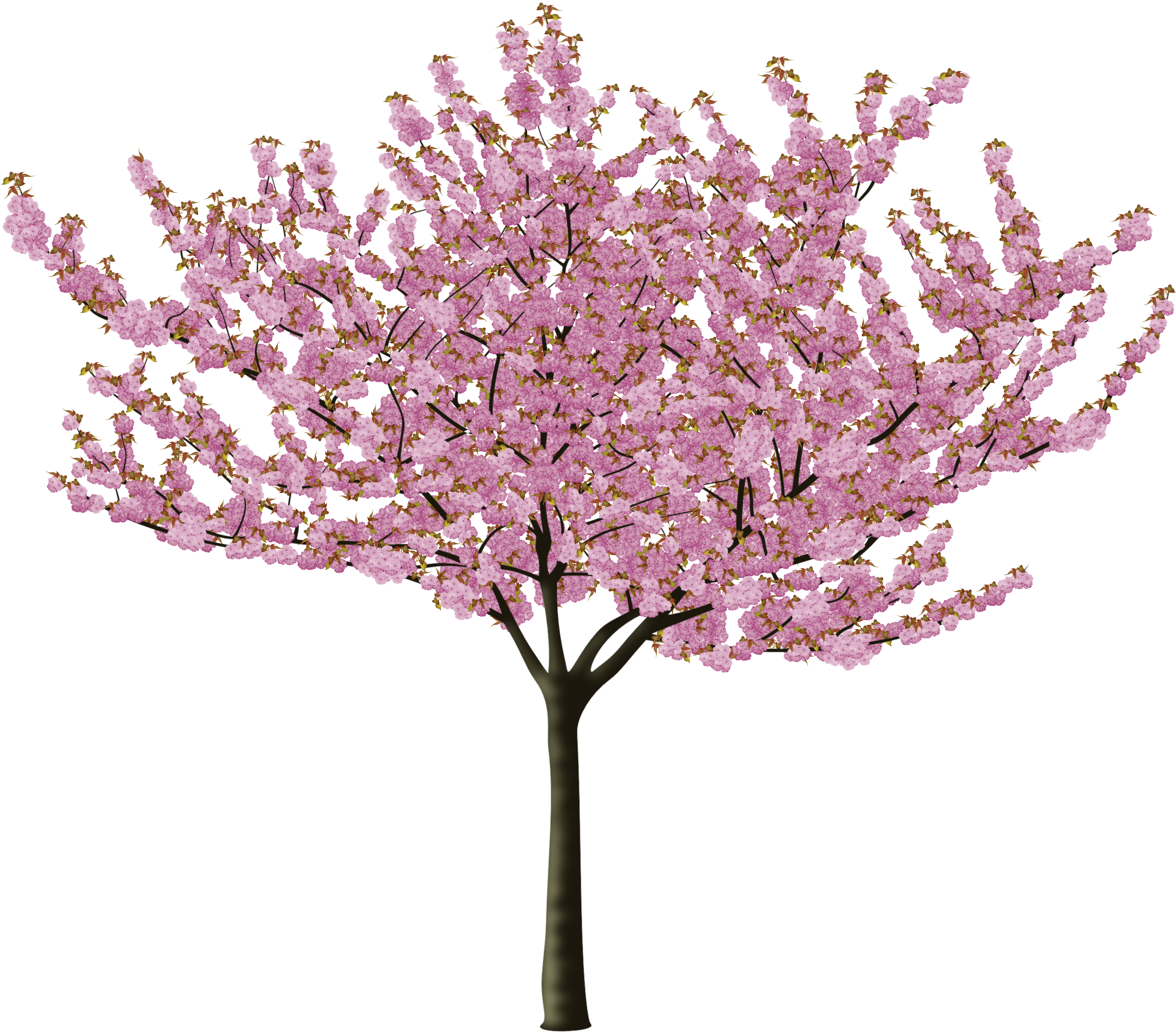 Post 28172 0 77813900 1460903564 Thumb - Cherry Blossom Trees Png (2538x2277), Png Download