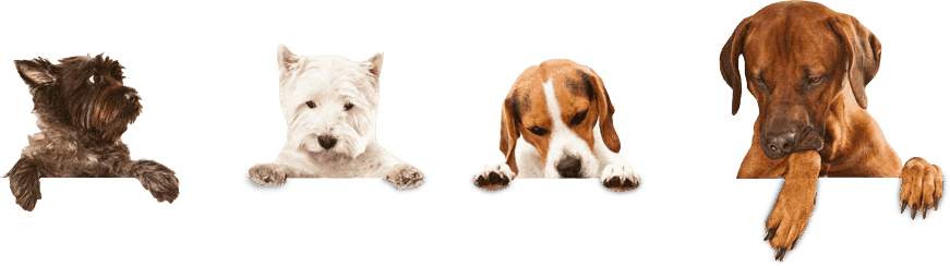 Happy Birthday If You Have Clicked Through To This - Dog Boarder (871x244), Png Download