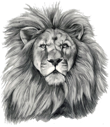 Lion Tattoo Png Transparent Free Images - Lion Face Tattoo Sketch (350x406), Png Download