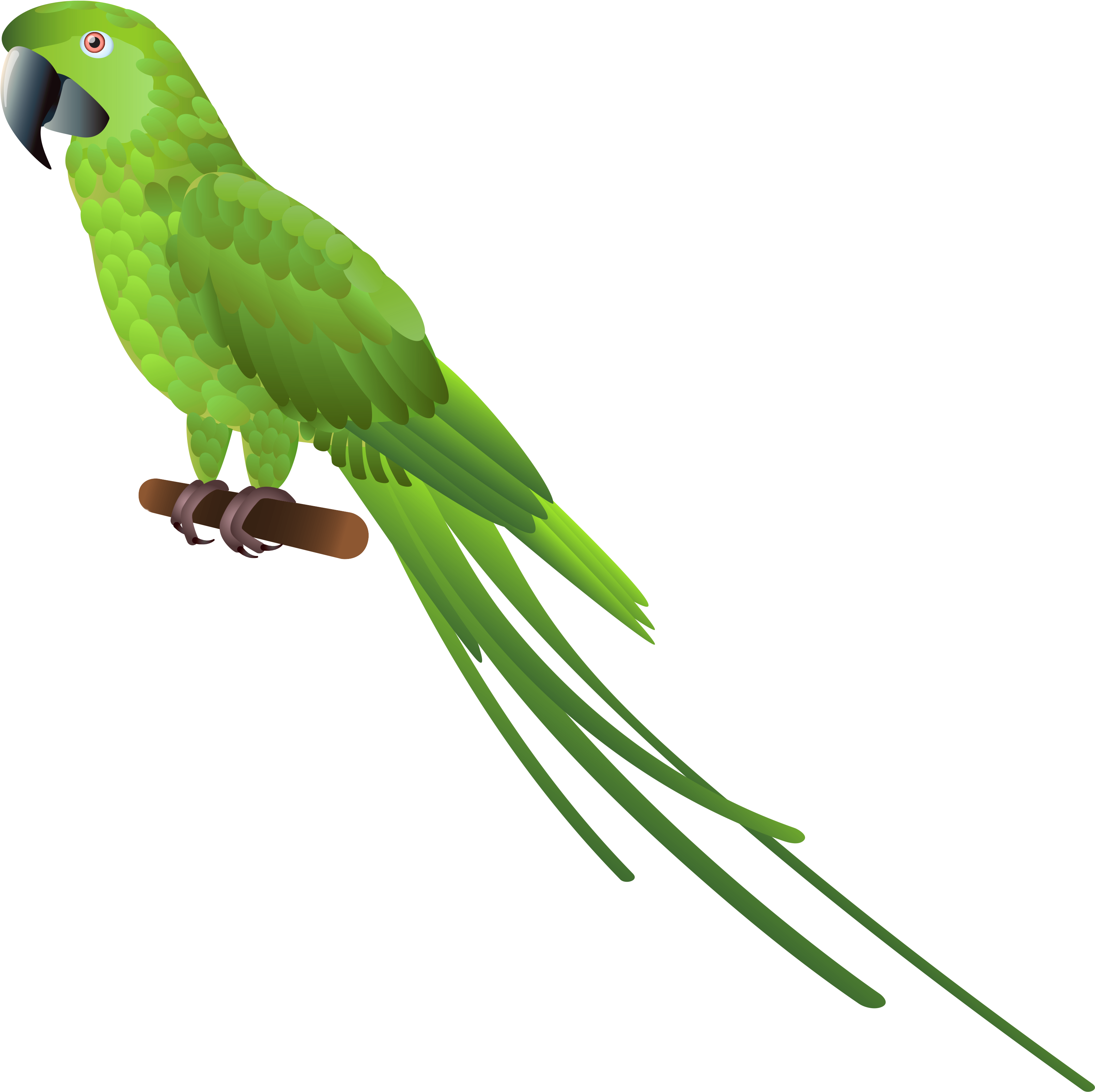 Vector Library Stock Green Parrot Png Clipart Best - Green Parrot Png (3324x3290), Png Download