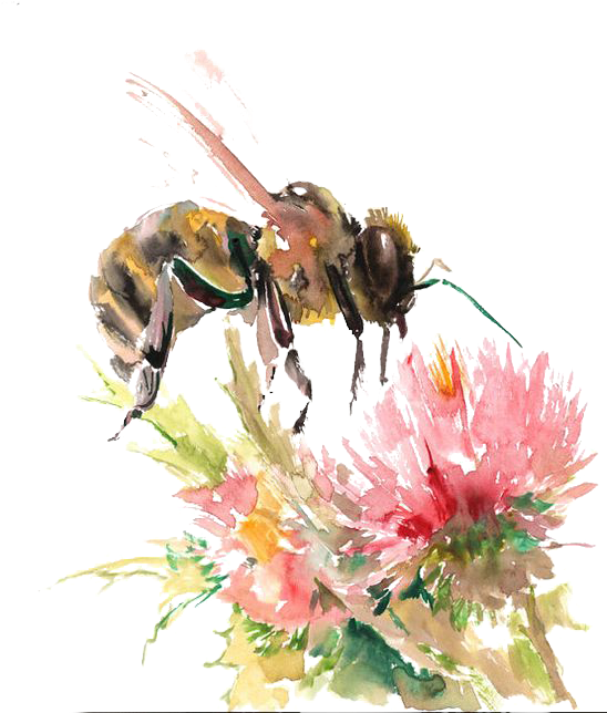 Bees Transparent Watercolor - Honey Bee On Flower Drawing (564x643), Png Download