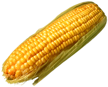 Corn Solo Leaves - Corn Transparent Background (400x400), Png Download