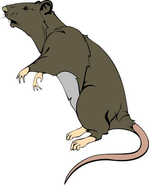 How To Set Use Grey Greedy Rat Clipart (480x594), Png Download