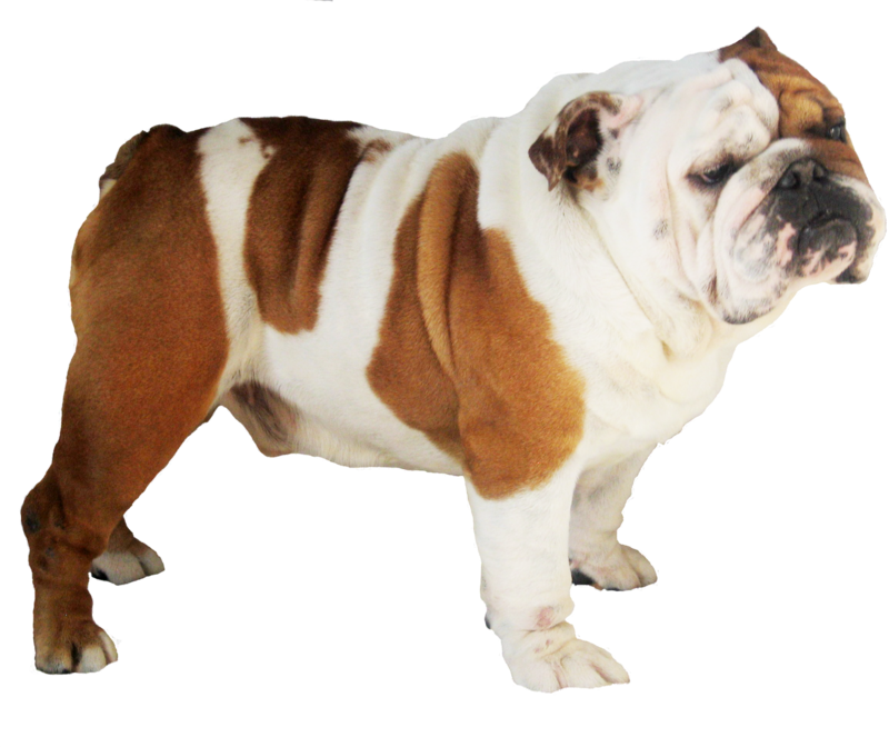 Dog Png - French Bulldog English Bulldog Pug (800x672), Png Download