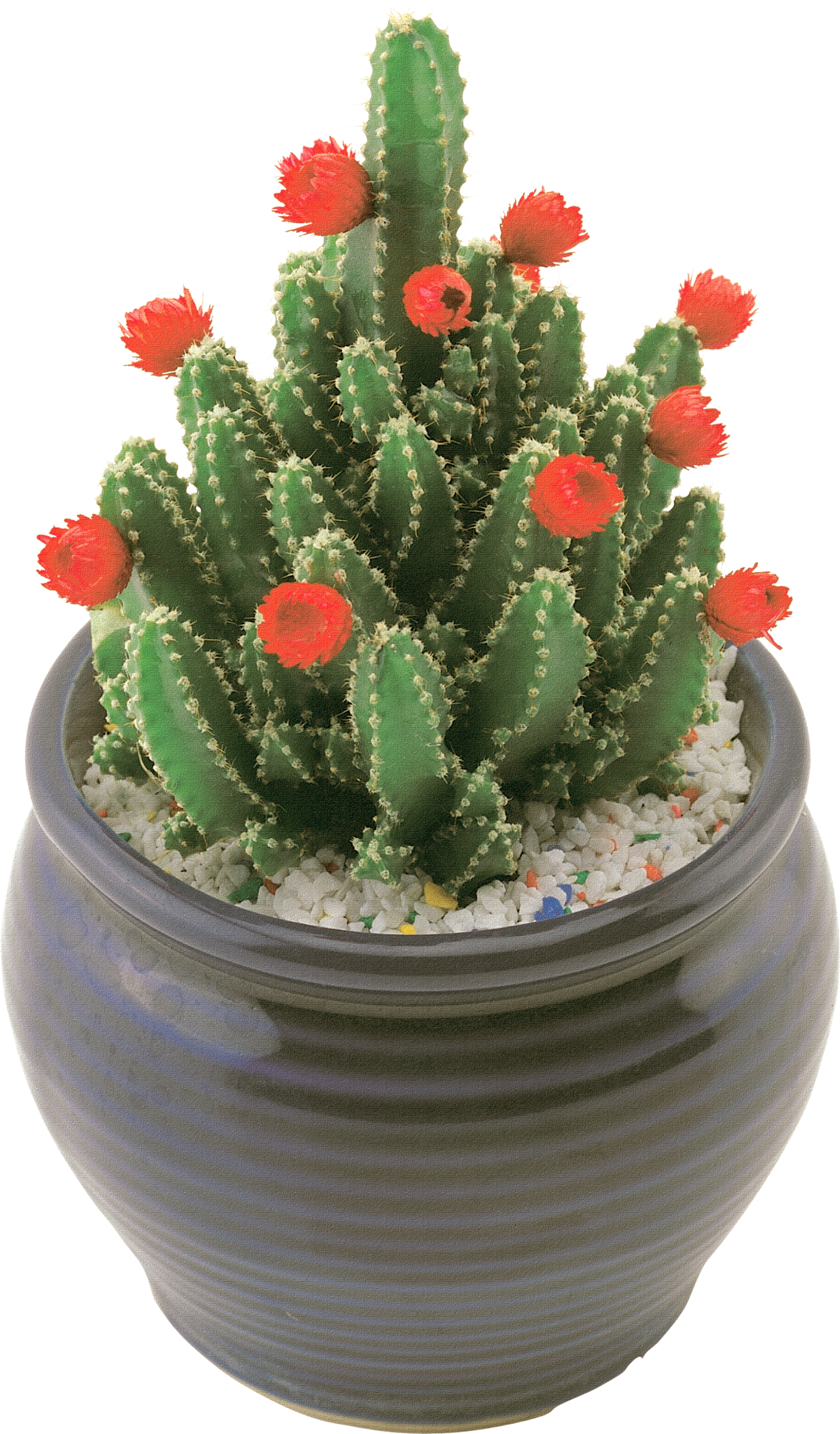 Cactus Png Image - Png Cactus With Flolwers (1465x2500), Png Download