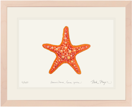 Horned Sea Star - Starfish (480x401), Png Download