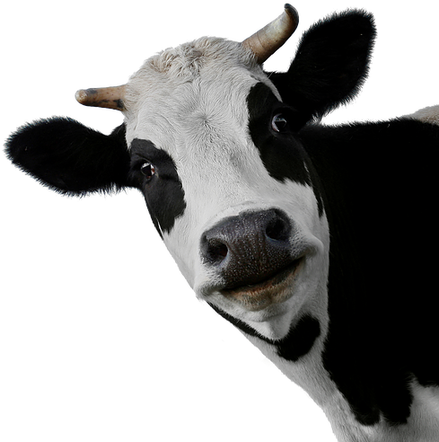 Cow Png Free (784x523), Png Download