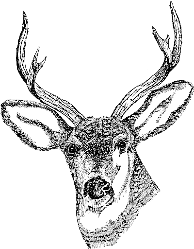 Deer Png Images Transparent Free Download - Deer Head Png (400x522), Png Download