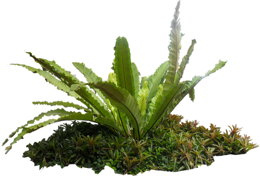 Bird Nest Fern Png (518x350), Png Download