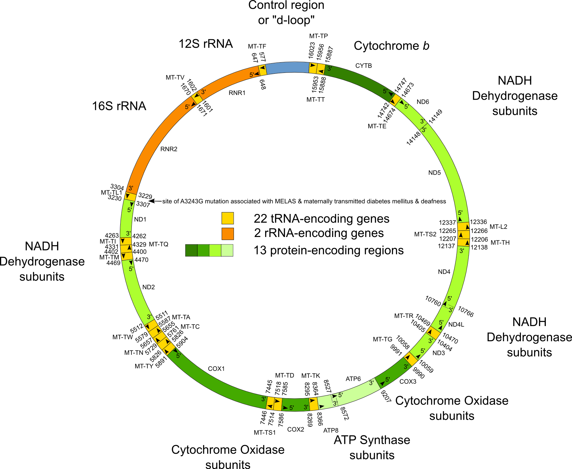 Human Mitochondrial Dna En - Mitochondrial Dna Vector (1836x1506), Png Download